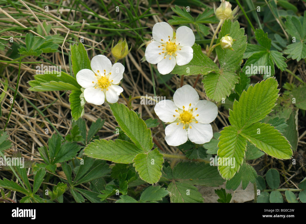 Fraise des Bois, fraise Alpin (Fragaria vesca), plante à fleurs. Banque D'Images