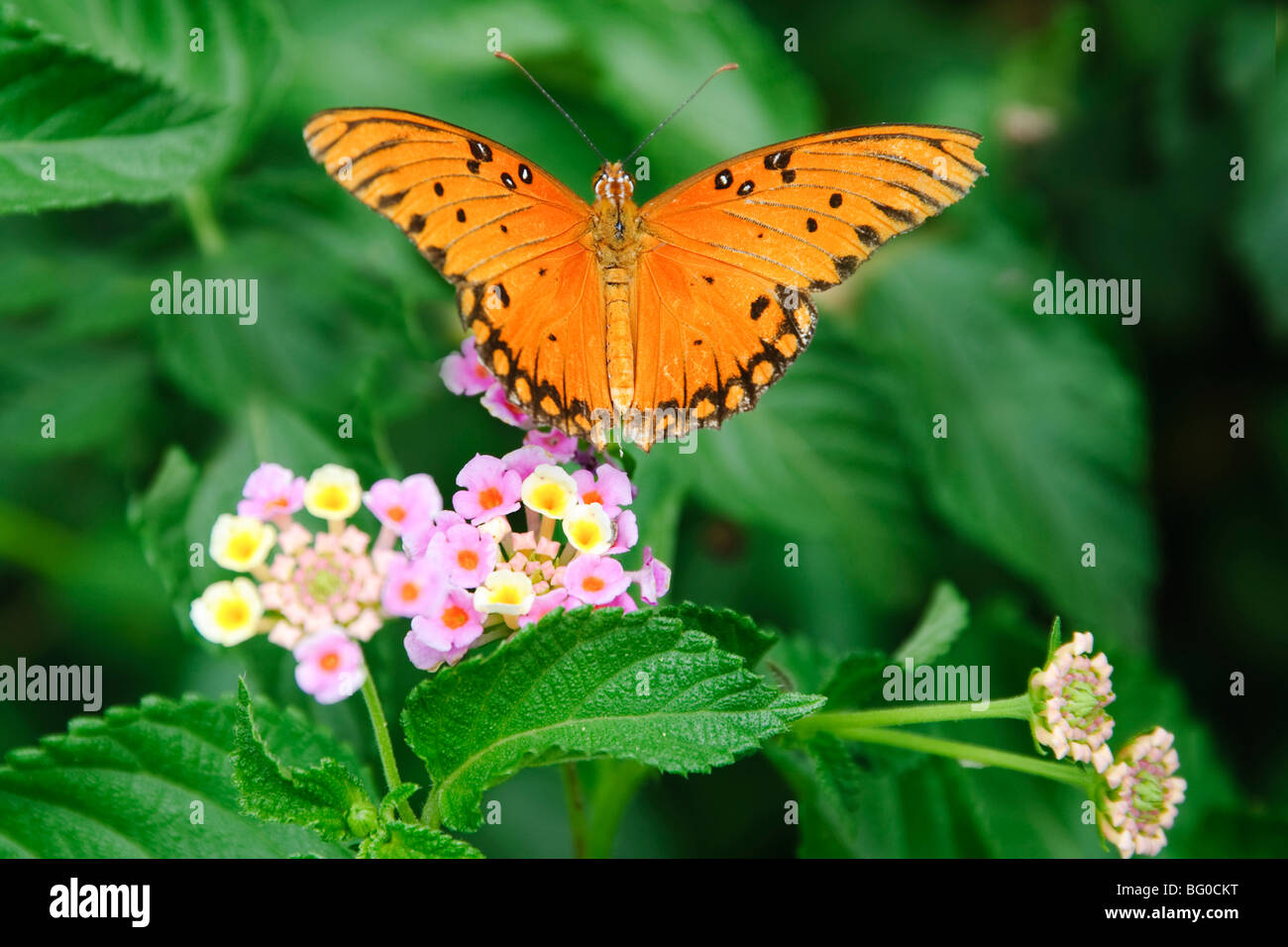 Gulf Fritillary butterfly se nourrissant de nectar de fleurs. Banque D'Images