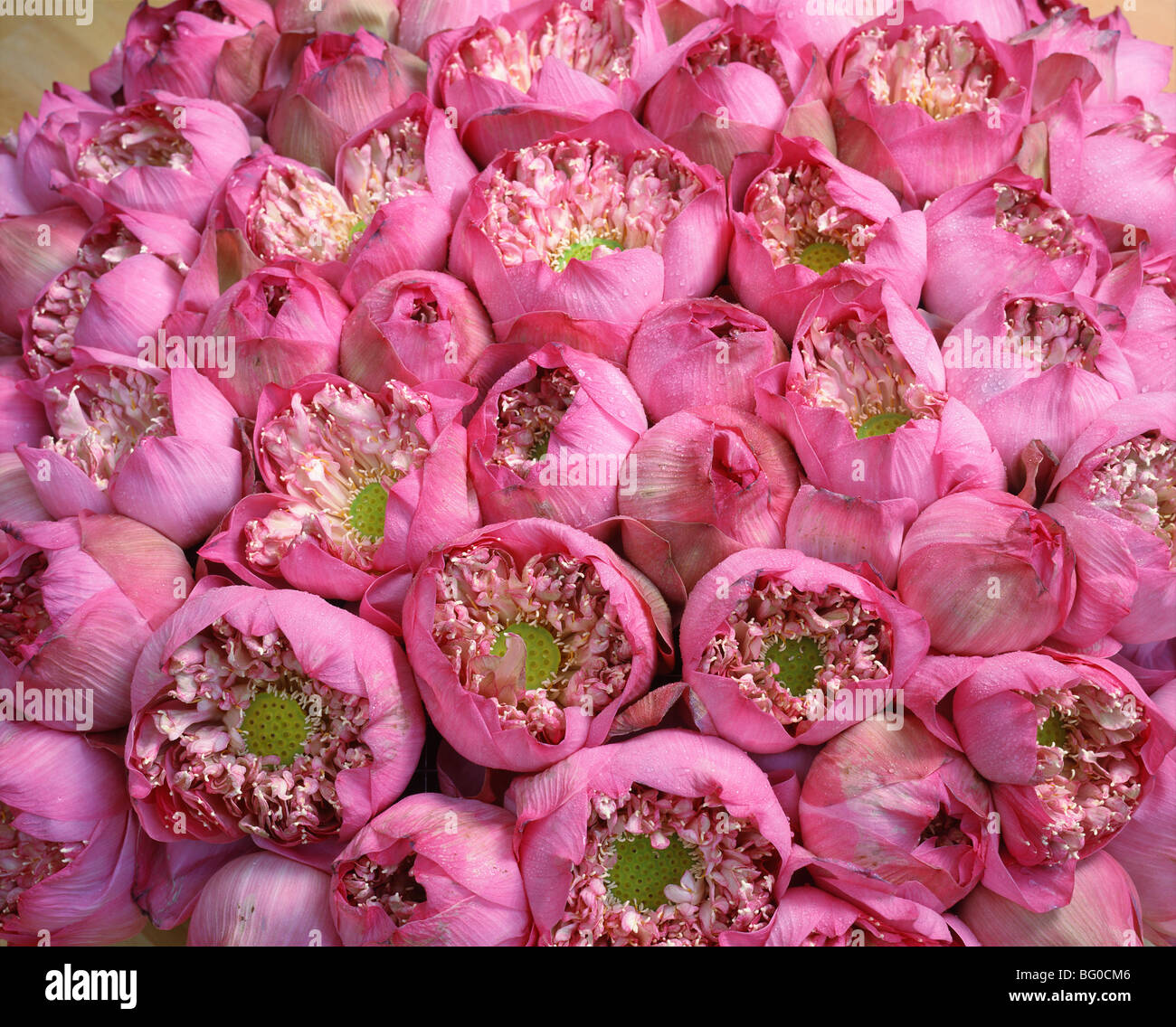Fleurs de Lotus Banque D'Images