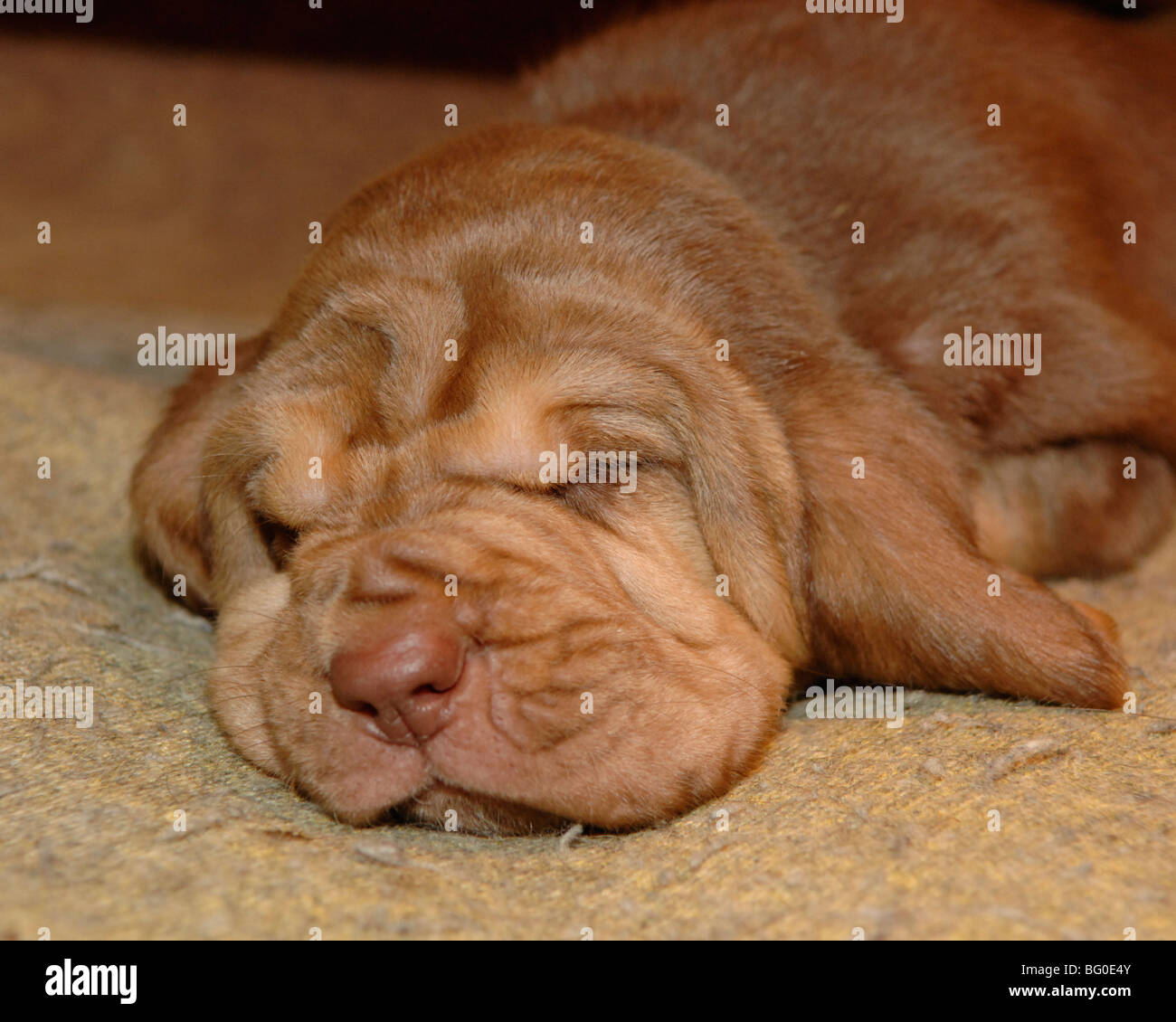 Chiot bloodhound Banque D'Images