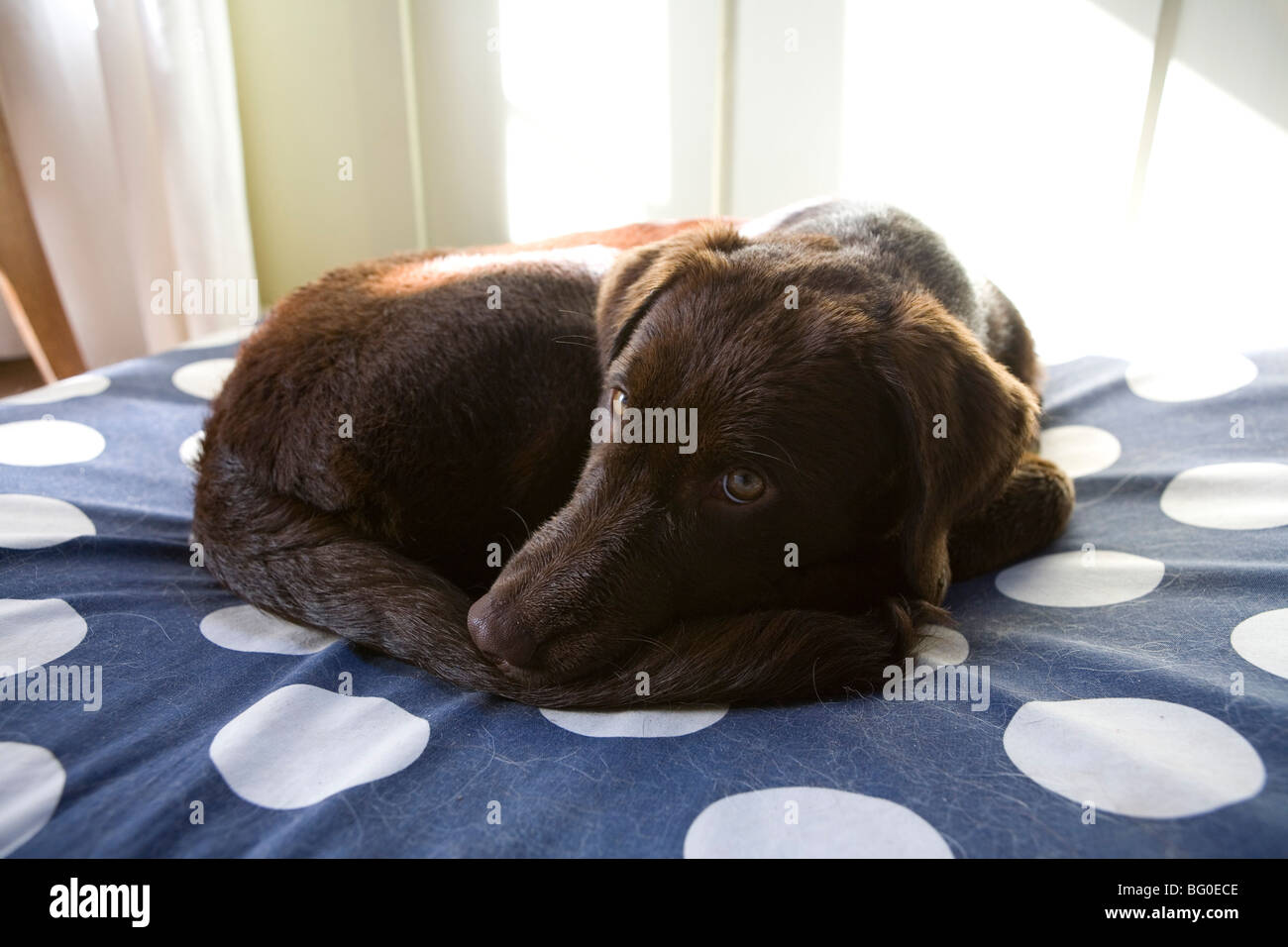 Chiot labrador chocolat portrait. Banque D'Images