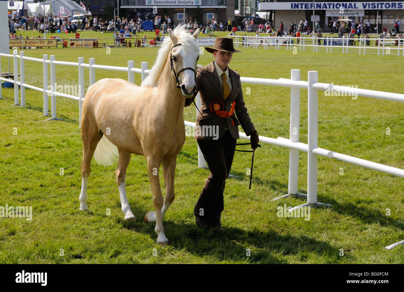 Pony dans la main au 2009 Royal Highland Show, Édimbourg, Écosse, Royaume-Uni. Banque D'Images