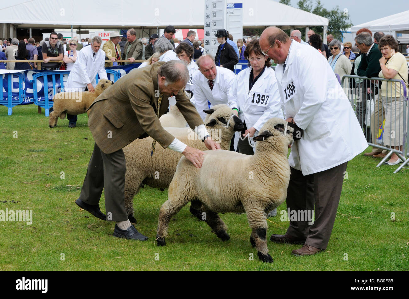 Moutons Hampshire Down étant jugés au 2009 Royal Highland Show, Édimbourg, Écosse, Royaume-Uni. Banque D'Images
