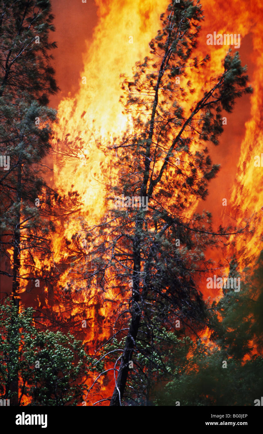 D'immenses flammes de feu, Shasta-Trinity National Forest, Californie, USA Banque D'Images