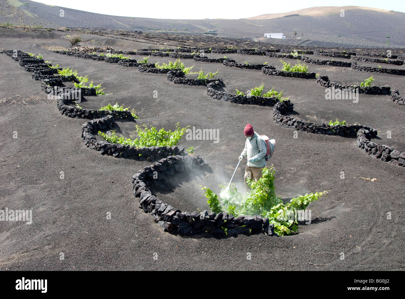 Vignes de La Geria sur les cendres volcaniques éruptions de 1730, Lanzarote, Canary Islands, Spain, Europe Banque D'Images