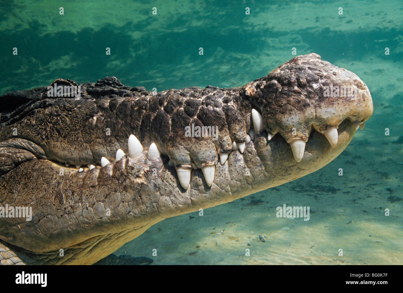 Close-up of saltwater crocodile underwater Banque D'Images