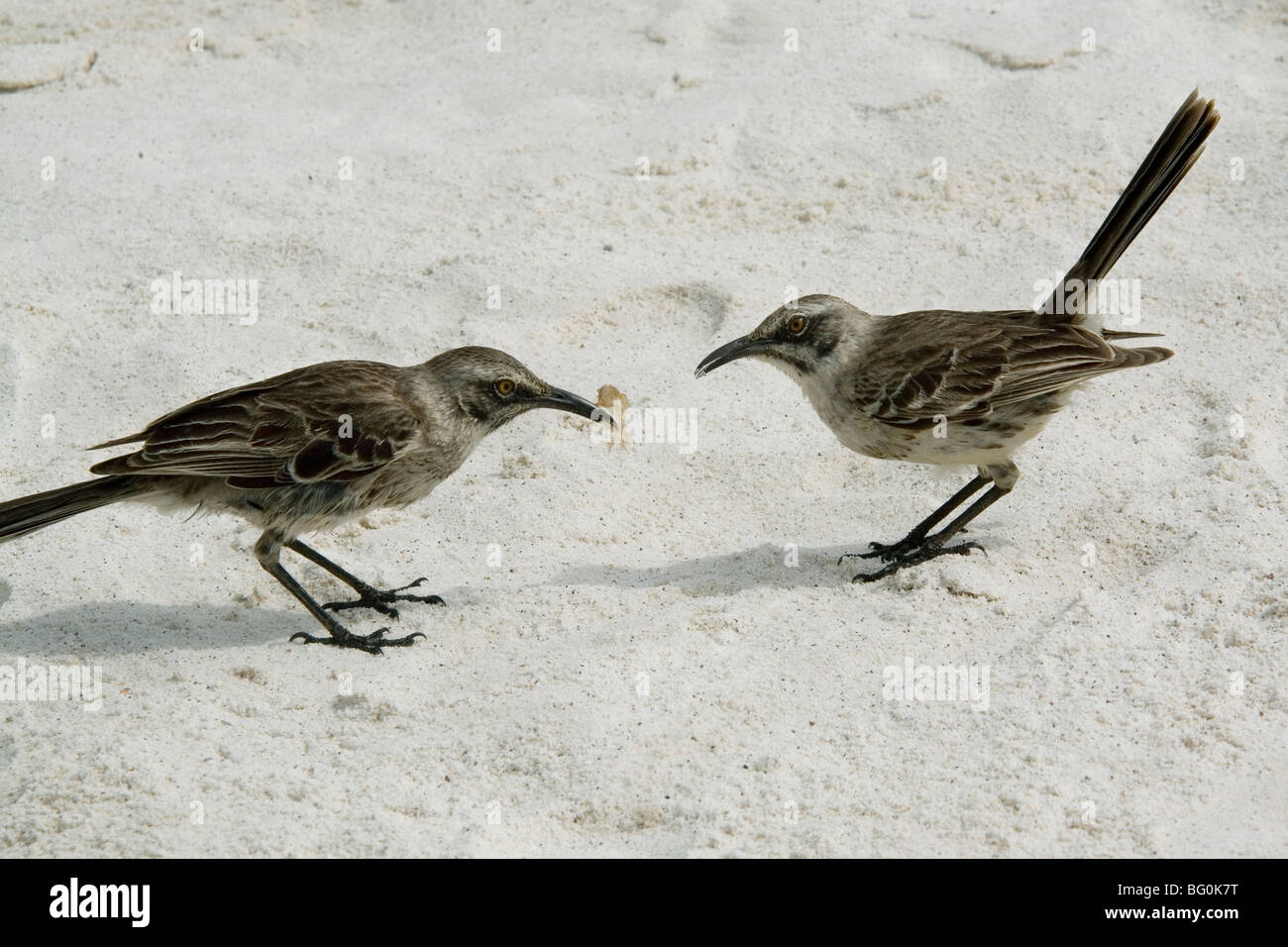 Les oiseaux moqueurs, l'île d'Espanola, Galapagos, Ecudaor, Amérique du Sud Banque D'Images