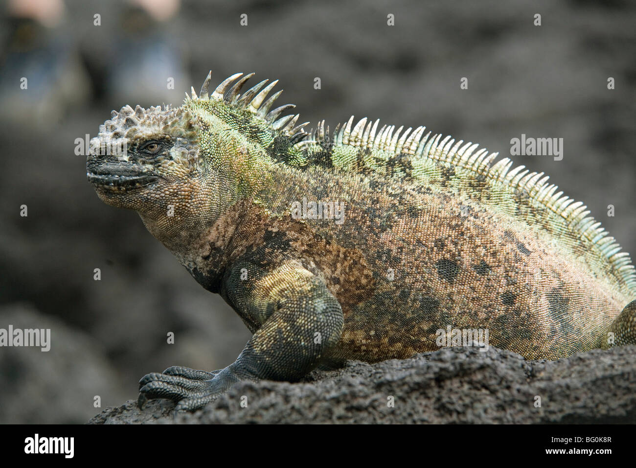 Iguane marin, l'île de Fernandina, Galapagos, Equateur, Amérique du Sud Banque D'Images