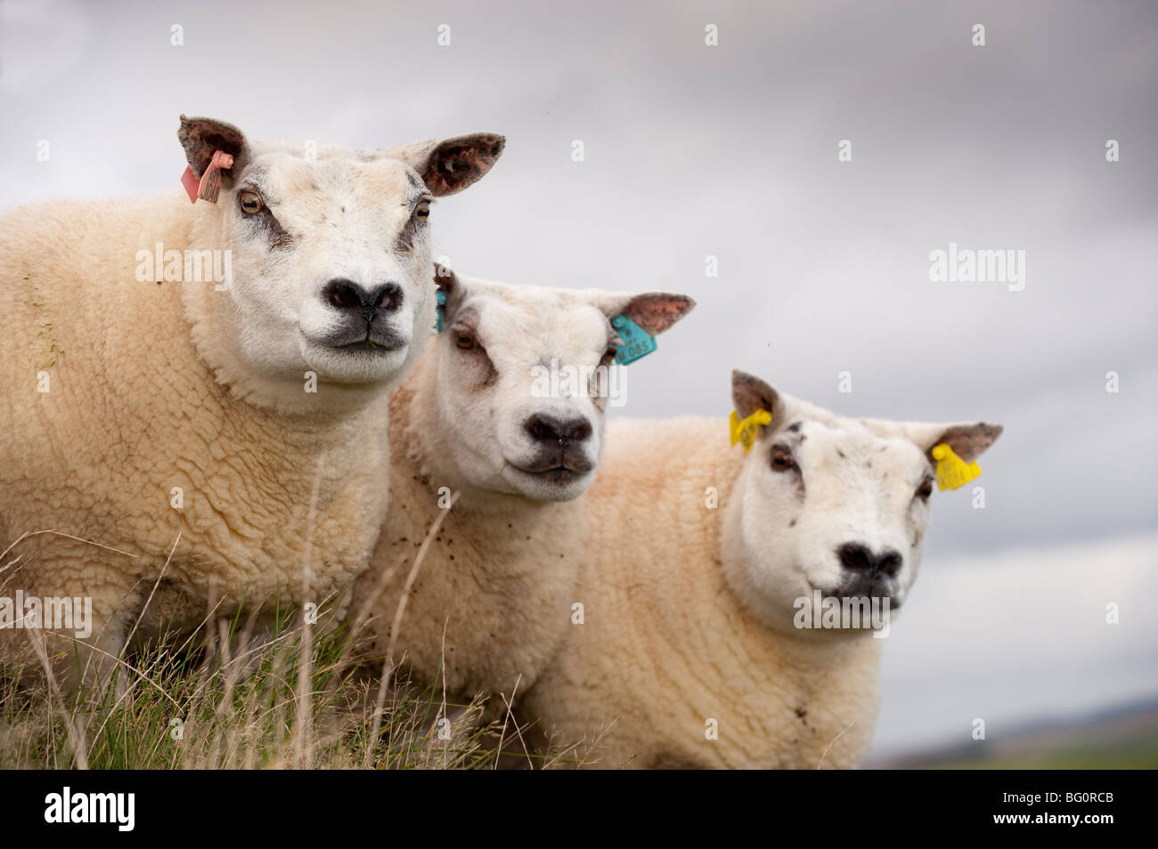 Mouton beltex Banque de photographies et d'images à haute résolution - Alamy