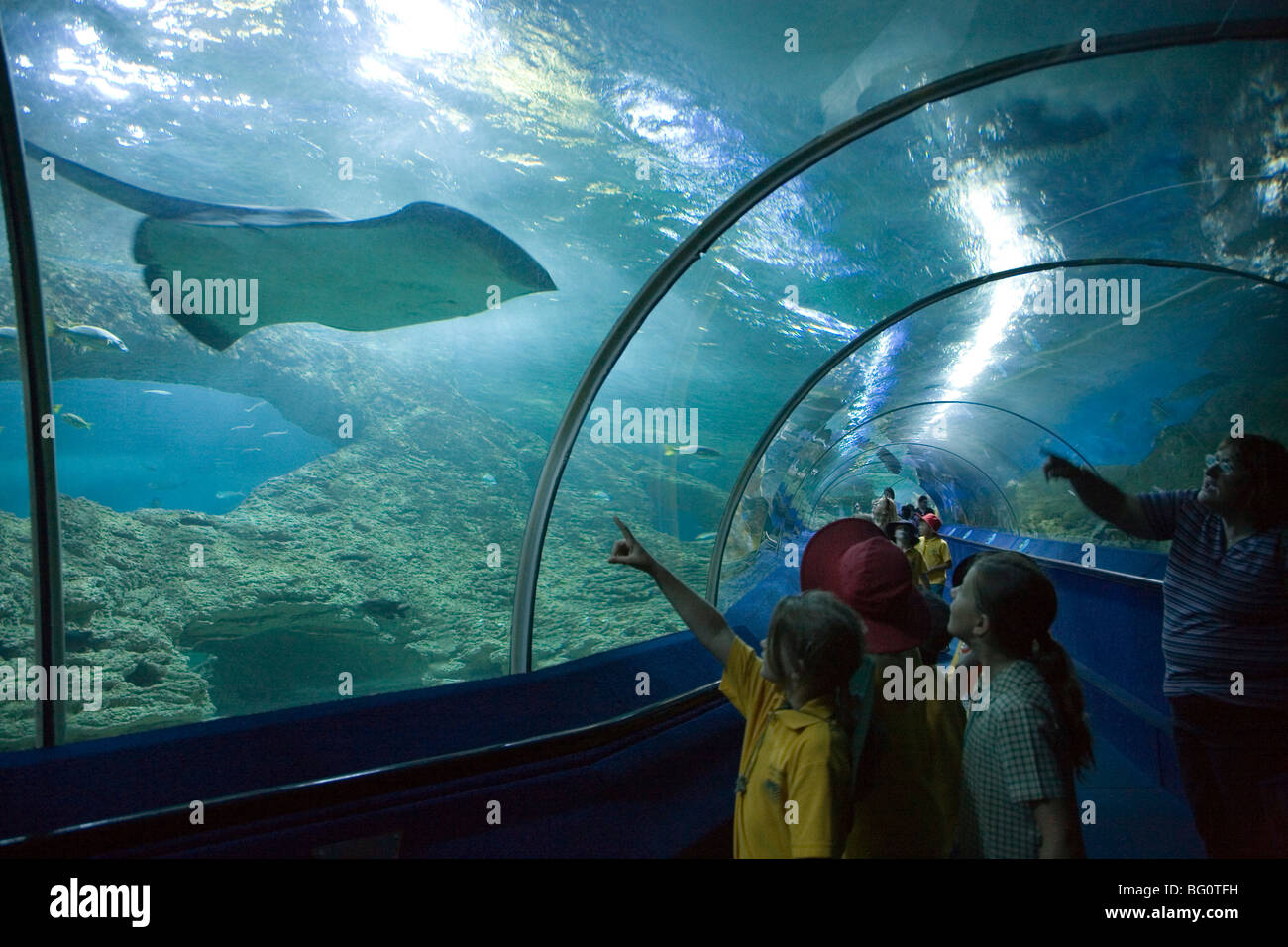 Les enfants regarder une stingray, Aquarium of Western Australia, Perth, Western Australia, Pacific Banque D'Images