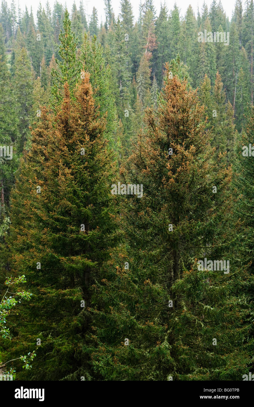 Une forêt de conifères dans le sud-ouest du Montana montrant les dommages causés par le dendroctone du pin ponderosa et le changement climatique. Banque D'Images