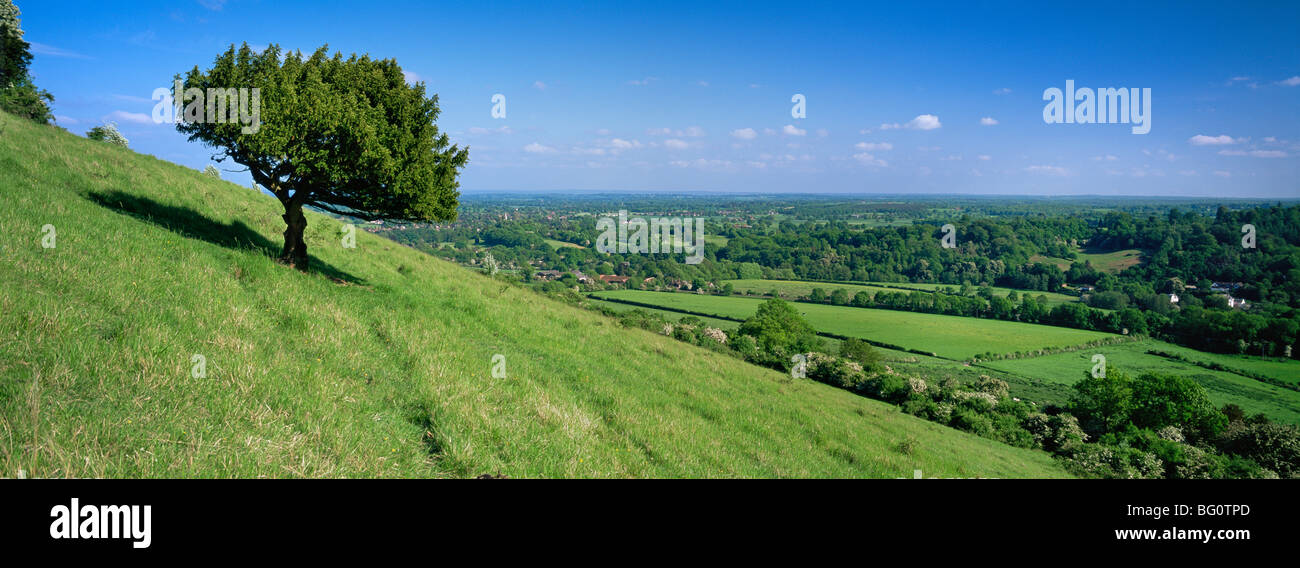 Vue d'été avec l'arbre de boîte de Fort Hill, North Downs, collines du Surrey, Surrey, Angleterre, Royaume-Uni, Europe Banque D'Images