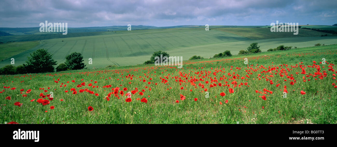 Coquelicots en juin, les South Downs près de Brighton, Sussex, Angleterre, Royaume-Uni, Europe Banque D'Images