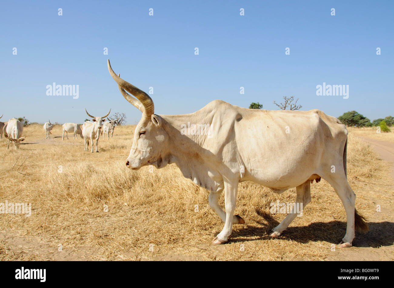 Le bétail de Brahman, le Sénégal, l'Afrique de l'Ouest, l'Afrique Banque D'Images