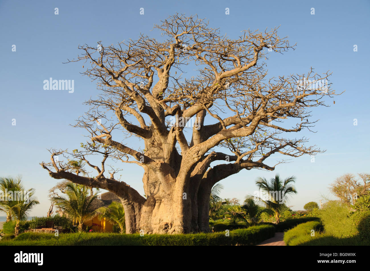 Baobab, Delta du Sine Saloum, au Sénégal, en Afrique de l'Ouest, l'Afrique Banque D'Images