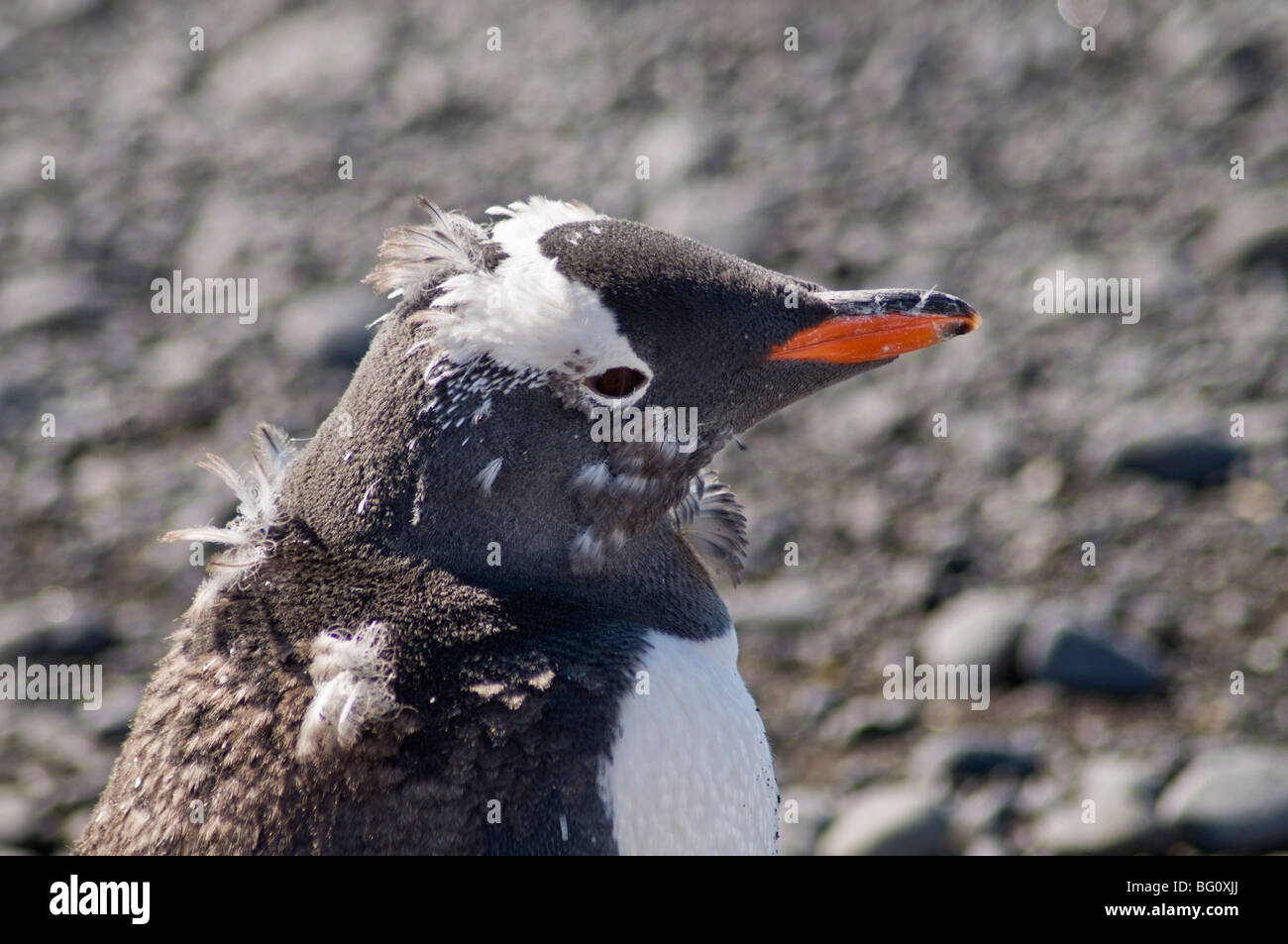 Gentoo pingouin la mue à Brown Bluff, Péninsule Antarctique, l'Antarctique, régions polaires Banque D'Images