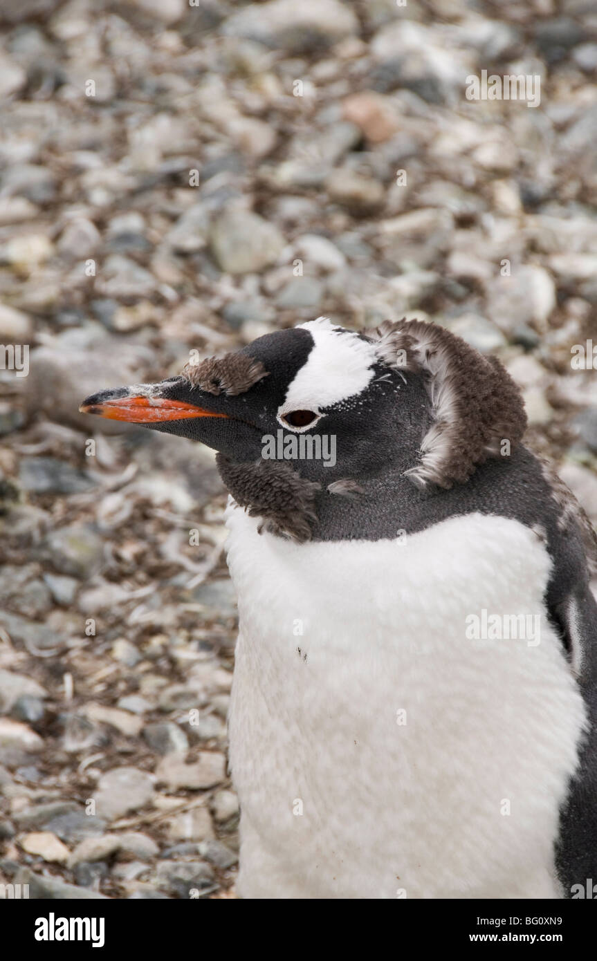 La mue Gentoo pingouin, Cuverville Island, Péninsule Antarctique, l'Antarctique, régions polaires Banque D'Images