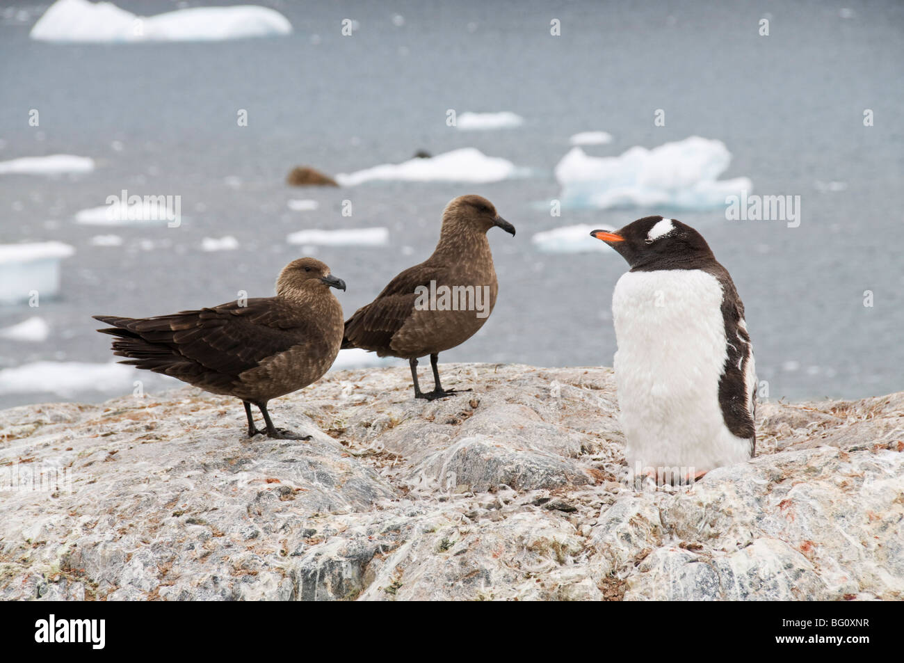 Skua marron et gentoo penguin, Cuverville Island, Péninsule Antarctique, l'Antarctique, régions polaires Banque D'Images
