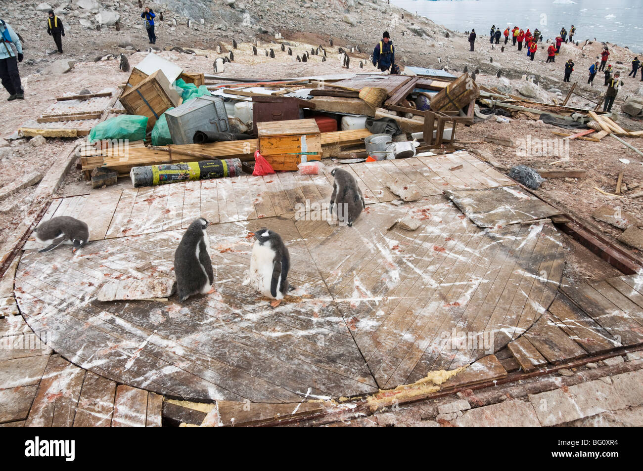 Manchots, reste d'Argentine hut détruit par grands vents, Neko Harbour, péninsule Antarctique, l'Antarctique, régions polaires Banque D'Images
