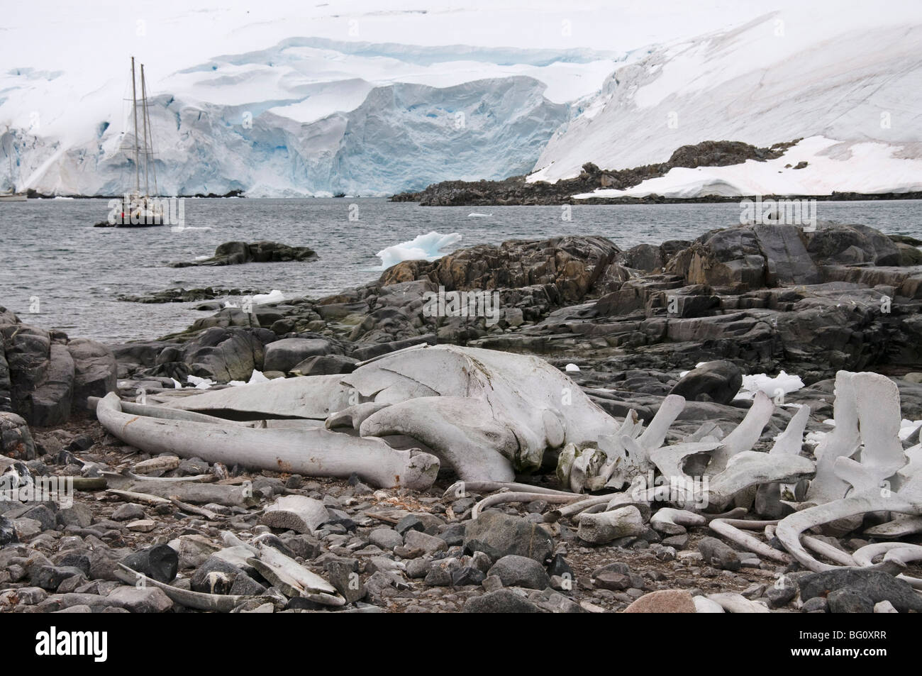 Vieux squelette de baleine, Jougla Point près de Port Lockroy, Péninsule Antarctique, l'Antarctique, régions polaires Banque D'Images