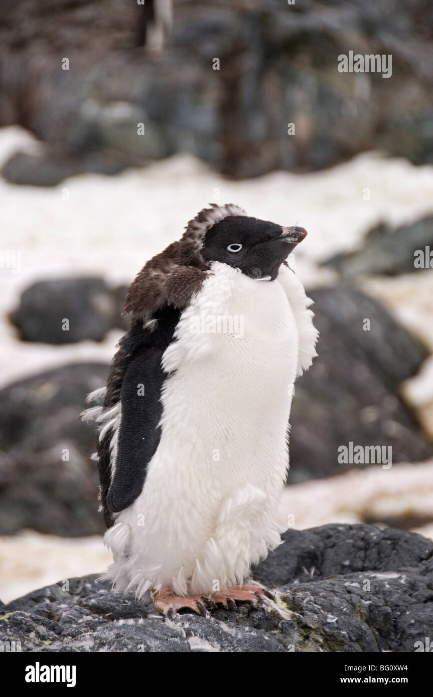 Adelie penguin mue, Yalour Island, Péninsule Antarctique, l'Antarctique, régions polaires Banque D'Images