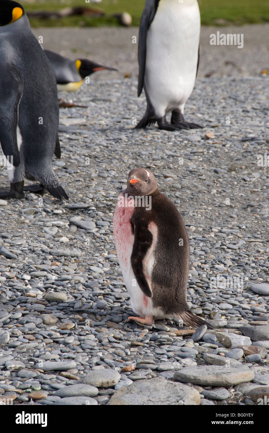 King penguin chick la mue, la baie de St Andrews, la Géorgie du Sud, l'Atlantique Sud Banque D'Images