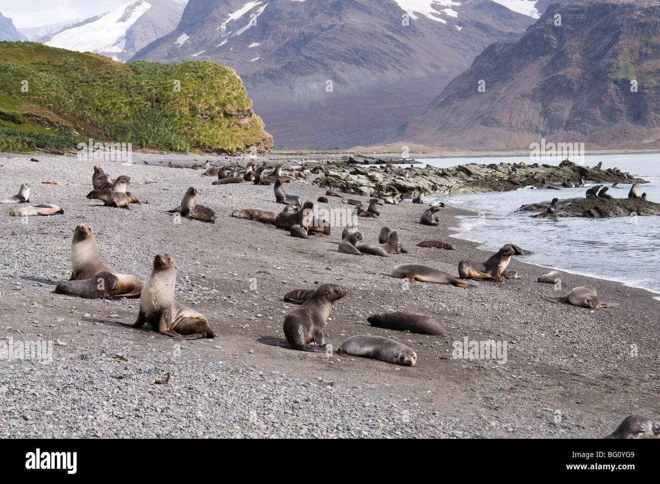 Les otaries à fourrure, Fortuna Bay, la Géorgie du Sud, l'Atlantique Sud Banque D'Images