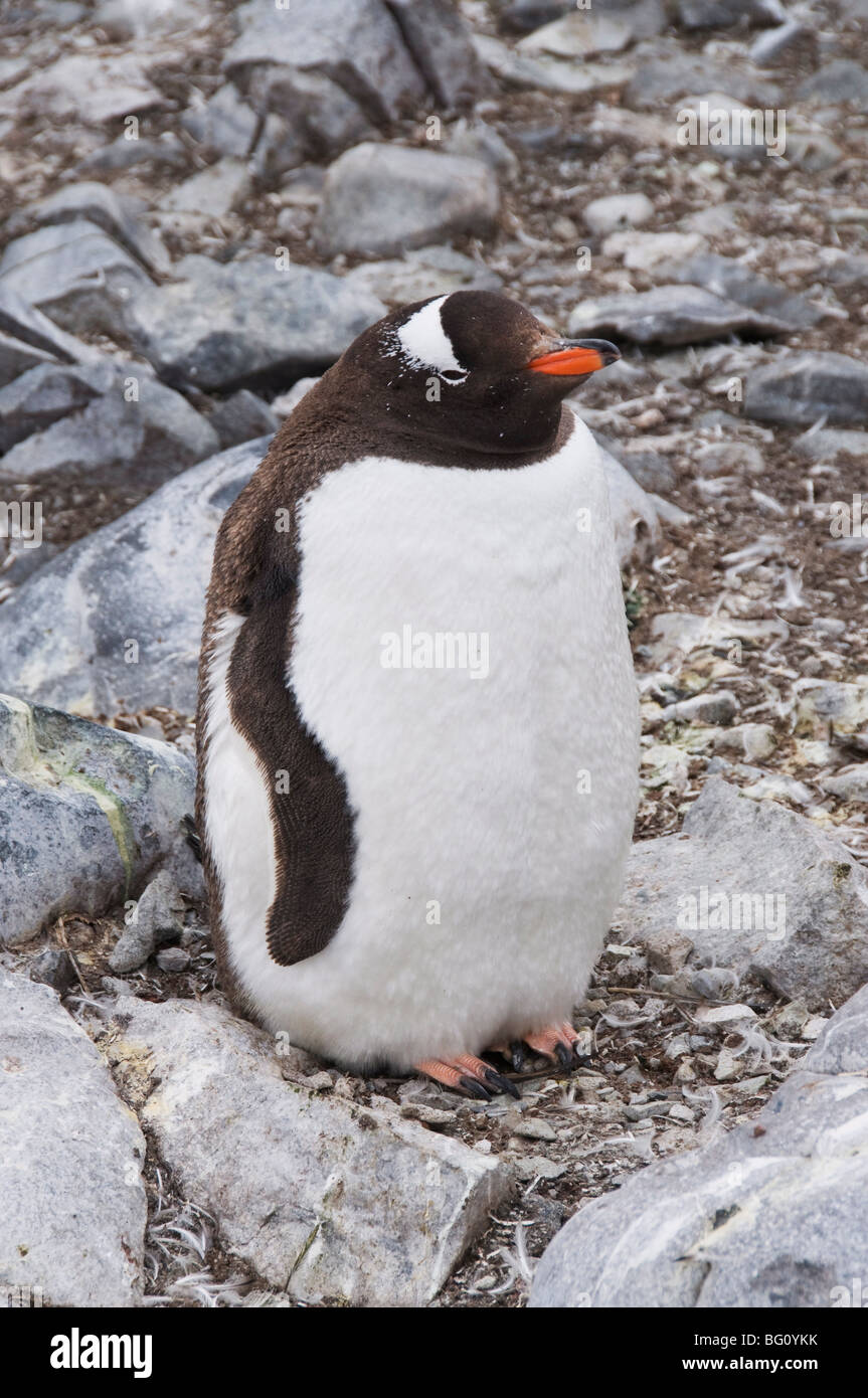 Gentoo pingouin, Cuverville Island, Péninsule Antarctique, l'Antarctique, régions polaires Banque D'Images