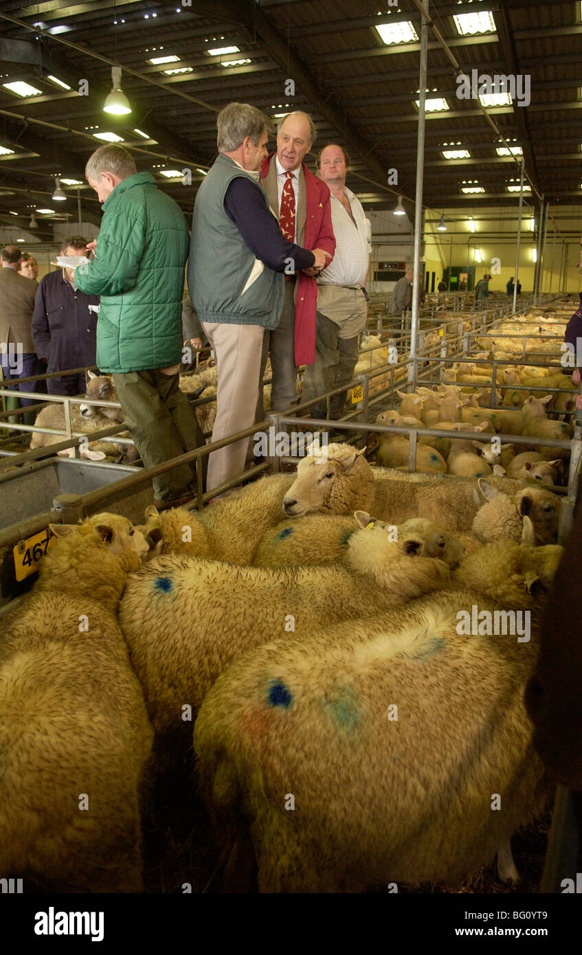 Vente de moutons au marché d'Exeter, Devon, UK Banque D'Images