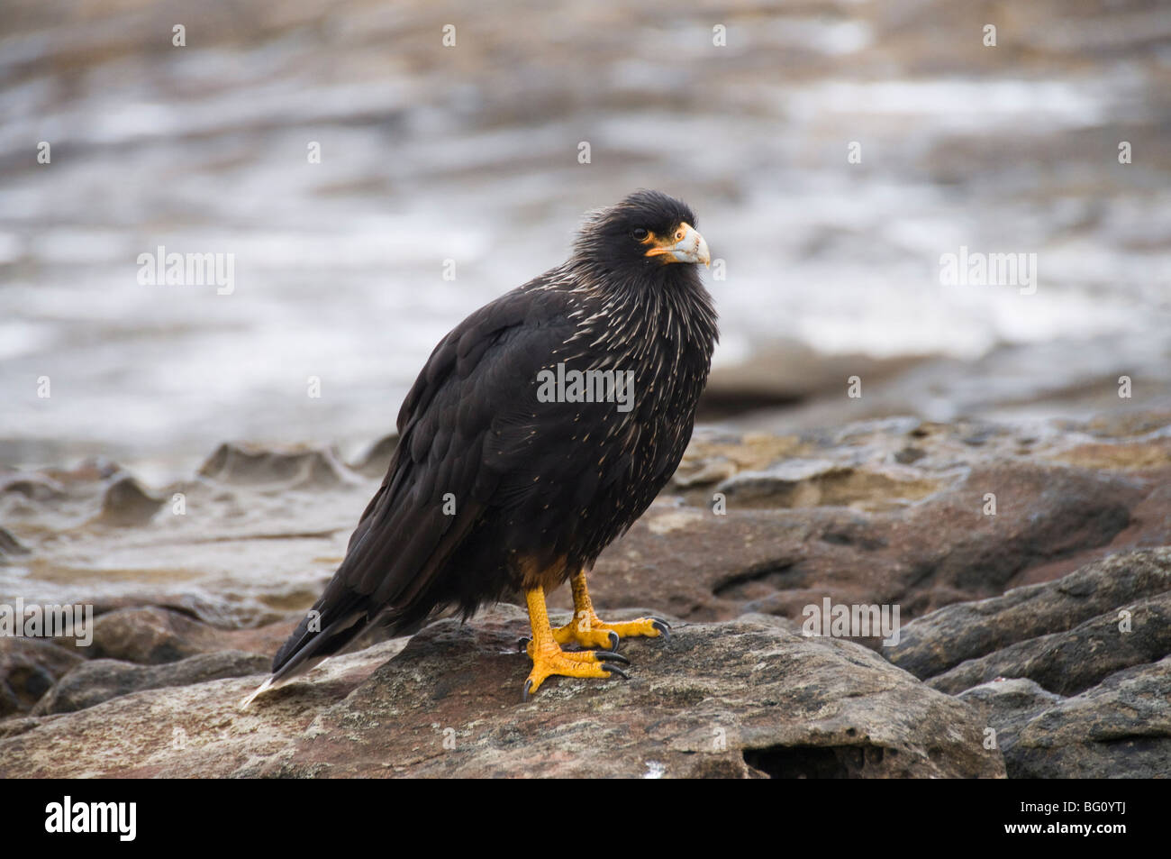 Caracara strié (Phalcoboenus australis), d'oiseaux de l'île de la carcasse, des îles Malouines, l'Amérique du Sud Banque D'Images