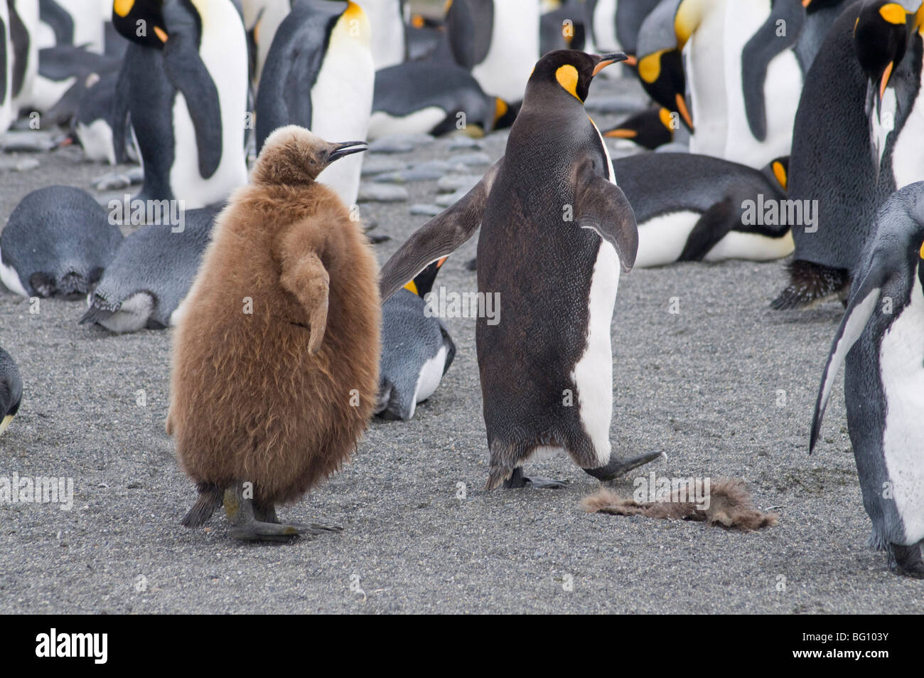 Le Manchot Royal Avec Les Poussins A Plumes Brun Saint Andrews Bay La Georgie Du Sud L Atlantique Sud Photo Stock Alamy