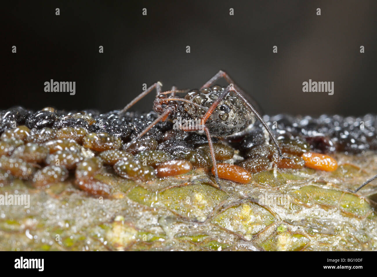 Les pucerons (Lachnus roboris) sur un chêne. Ils ont pondu et sont gardés et traites par les fourmis (Lasius niger). Les couvre de rosée Banque D'Images