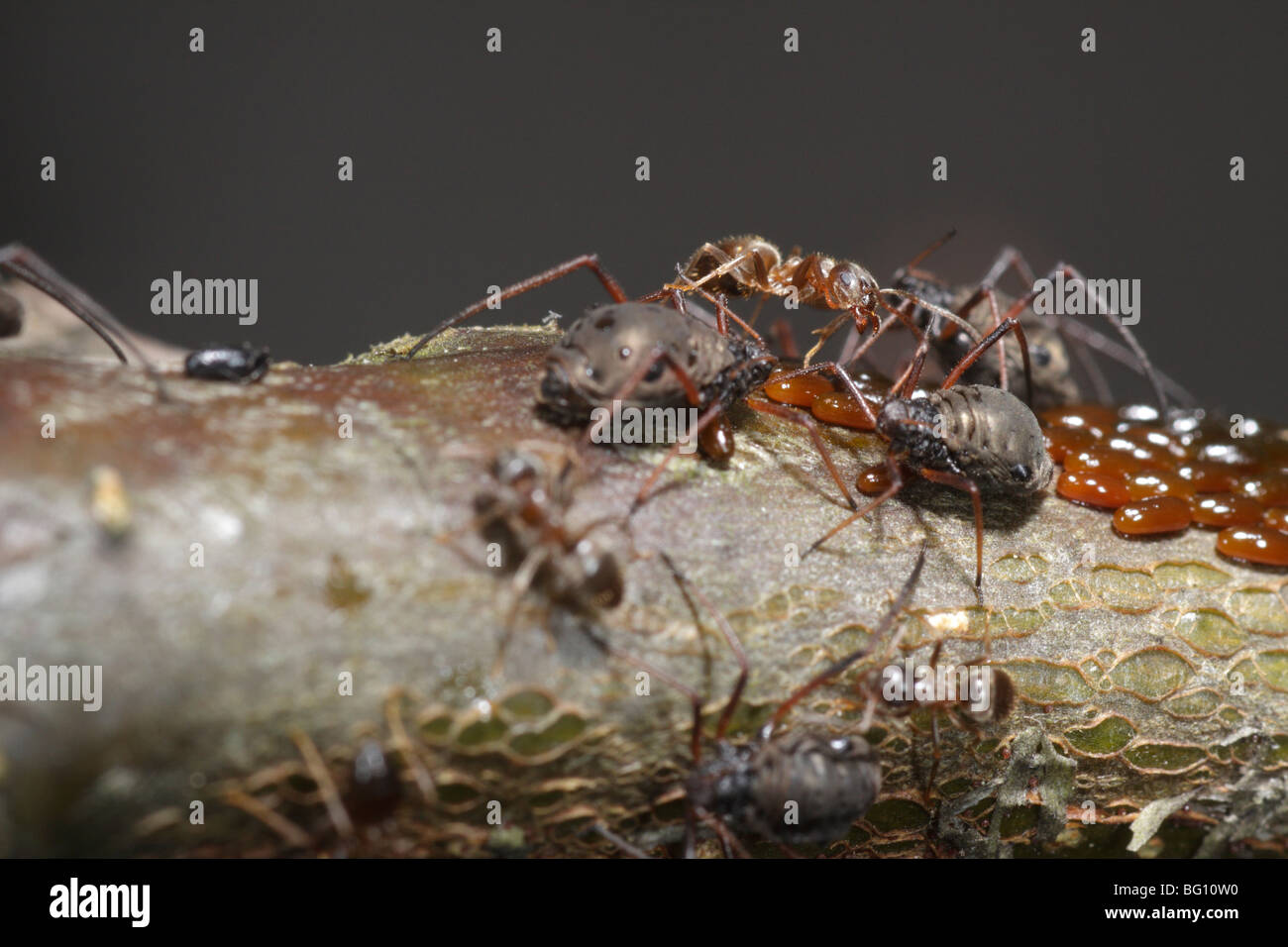 Les pucerons (Lachnus roboris) sur un chêne. Ils ont pondu et sont gardés et traites par les fourmis (Lasius niger) Banque D'Images