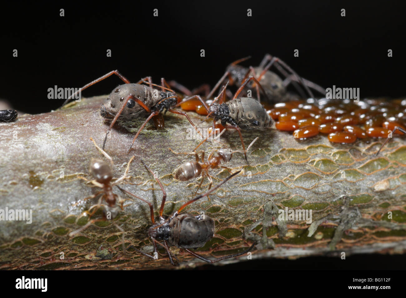 Les pucerons (Lachnus roboris) sur un chêne. Ils ont pondu et sont gardés et traites par les fourmis (Lasius niger) Banque D'Images