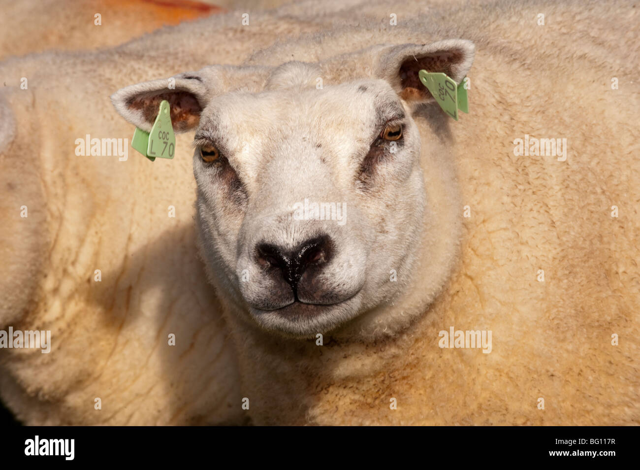 En troupeau de moutons loegel jet Banque D'Images