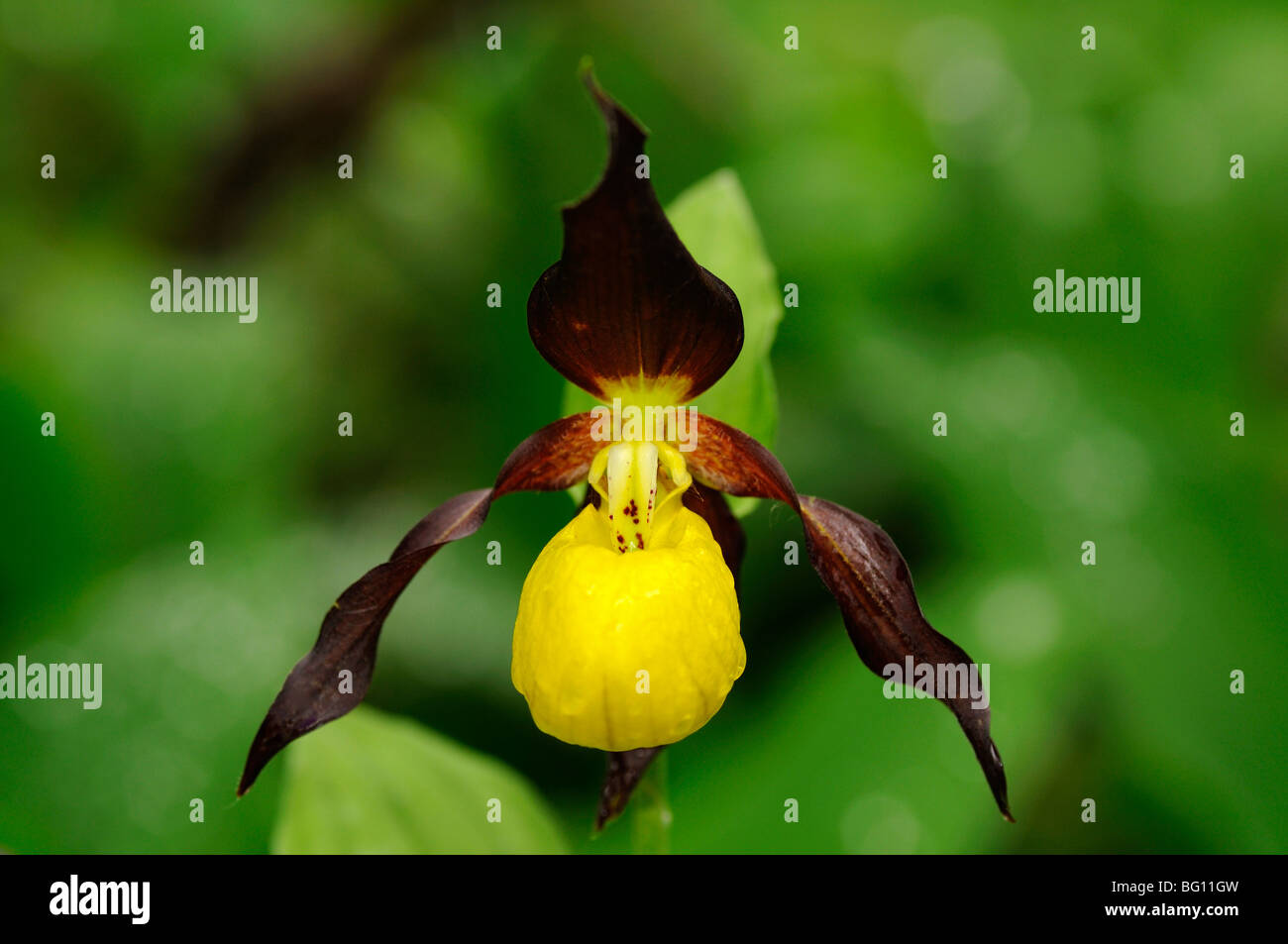 Lady's Slipper Orchid, Cypripedium calceolus Banque D'Images