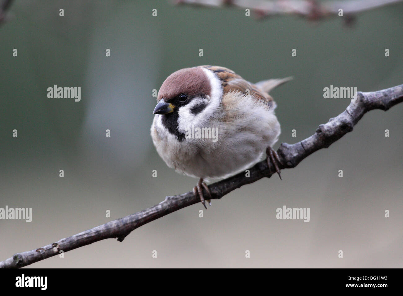 Moineau friquet (passer montanus) Banque D'Images