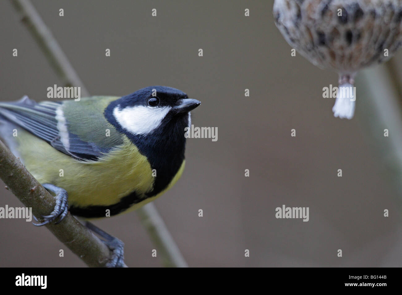 Une Mésange charbonnière, Parus major, regardant une boule de graisse Banque D'Images