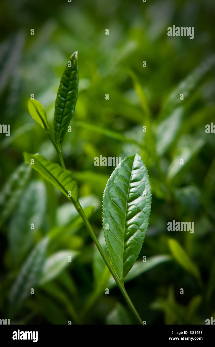 Close-up des feuilles de thé Banque D'Images