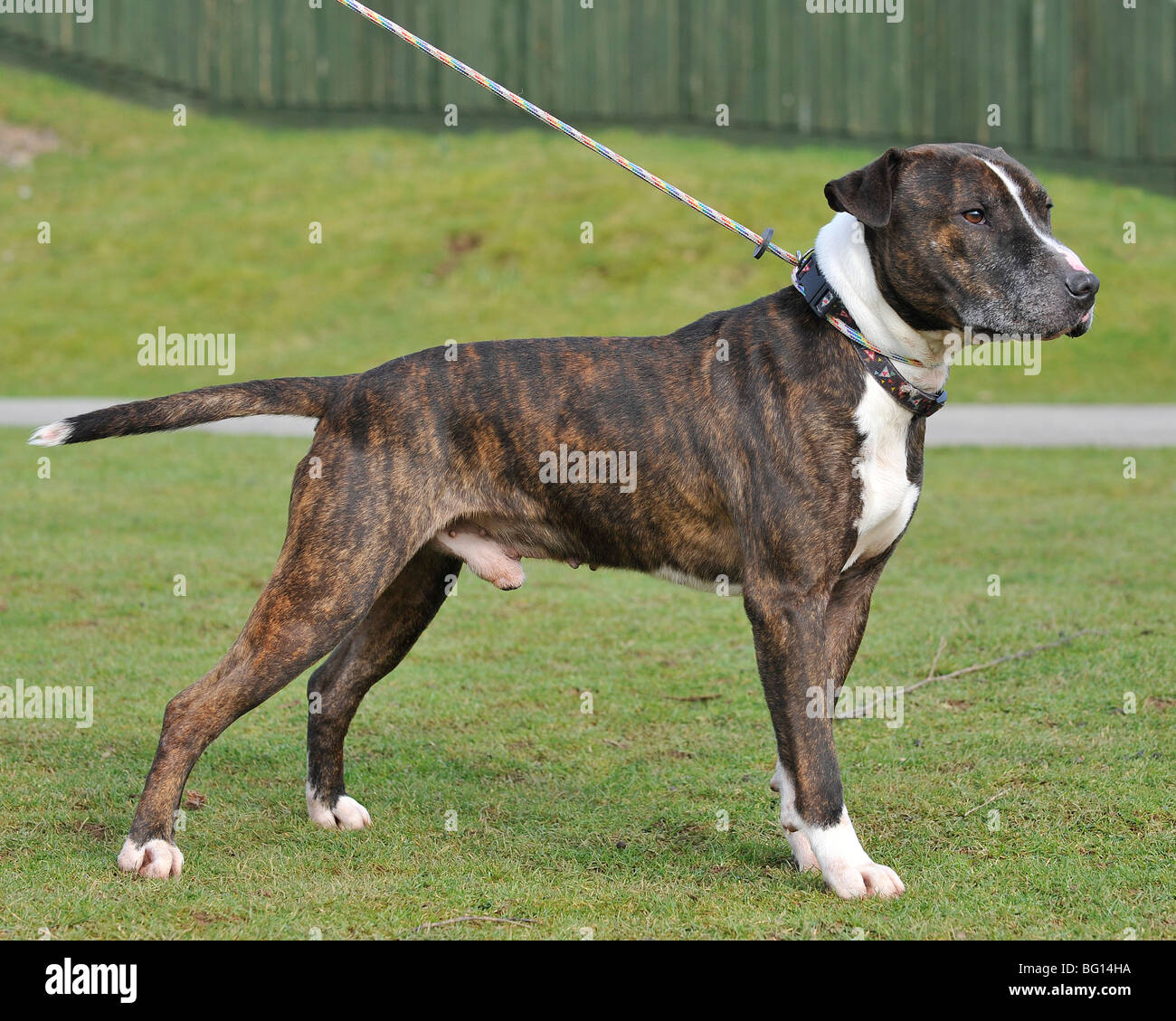 American Pitbull Terrier corps complet permanent Banque D'Images