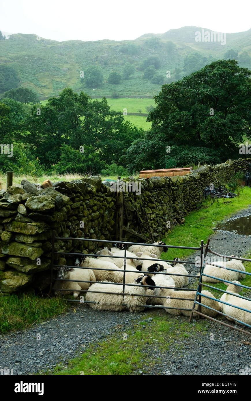 Lake District moutons assis par clôture métallique sur chemin avec fells en arrière-plan Banque D'Images