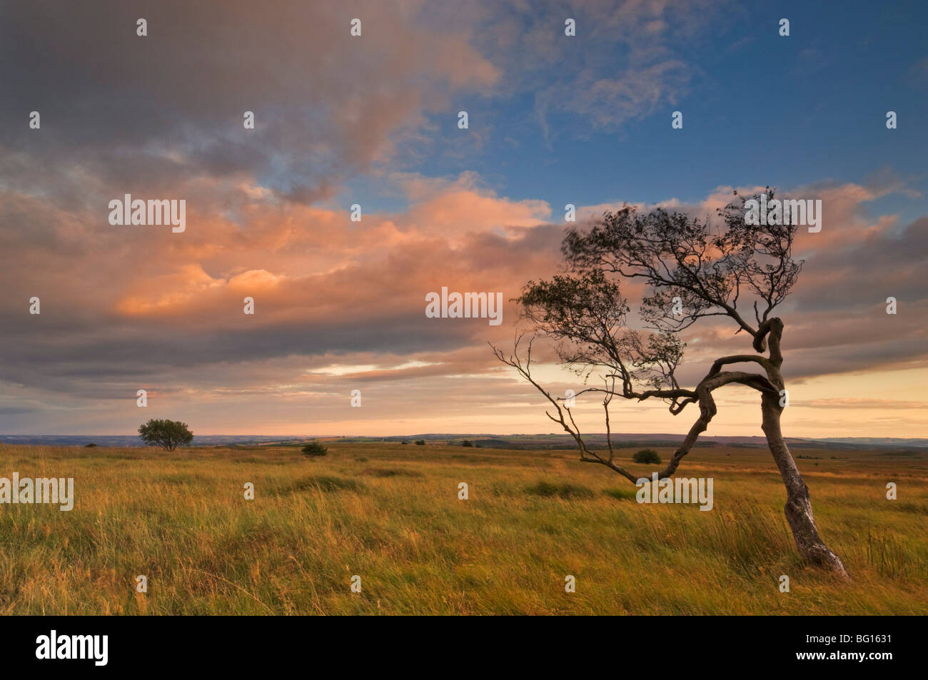Arbre tordu au crépuscule, parc national de Peak District, Derbyshire, Angleterre, Royaume-Uni, Europe Banque D'Images