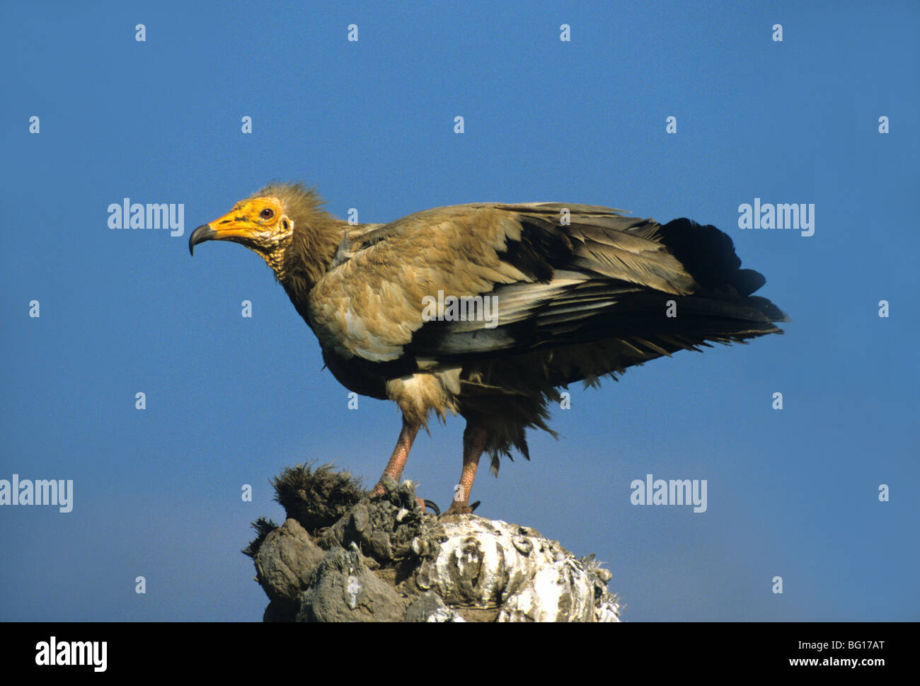 Portrait d'une Vulture égyptienne (Neophron percnopterus) perchée sur le Vieux Log, Socotra, Yémen Banque D'Images
