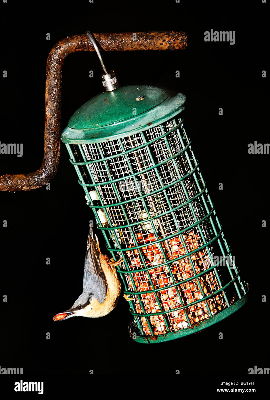 Blanche. Sitta europaea. Il se nourrit de noix au petit matin. Banque D'Images