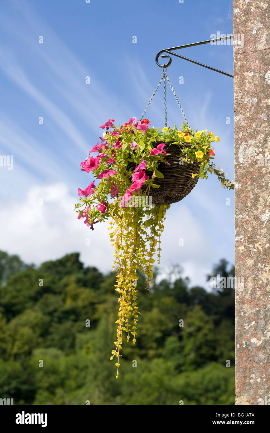 Le pétunias rose fleurit dans le panier suspendu en été à Sussex, Angleterre, Royaume-Uni Banque D'Images