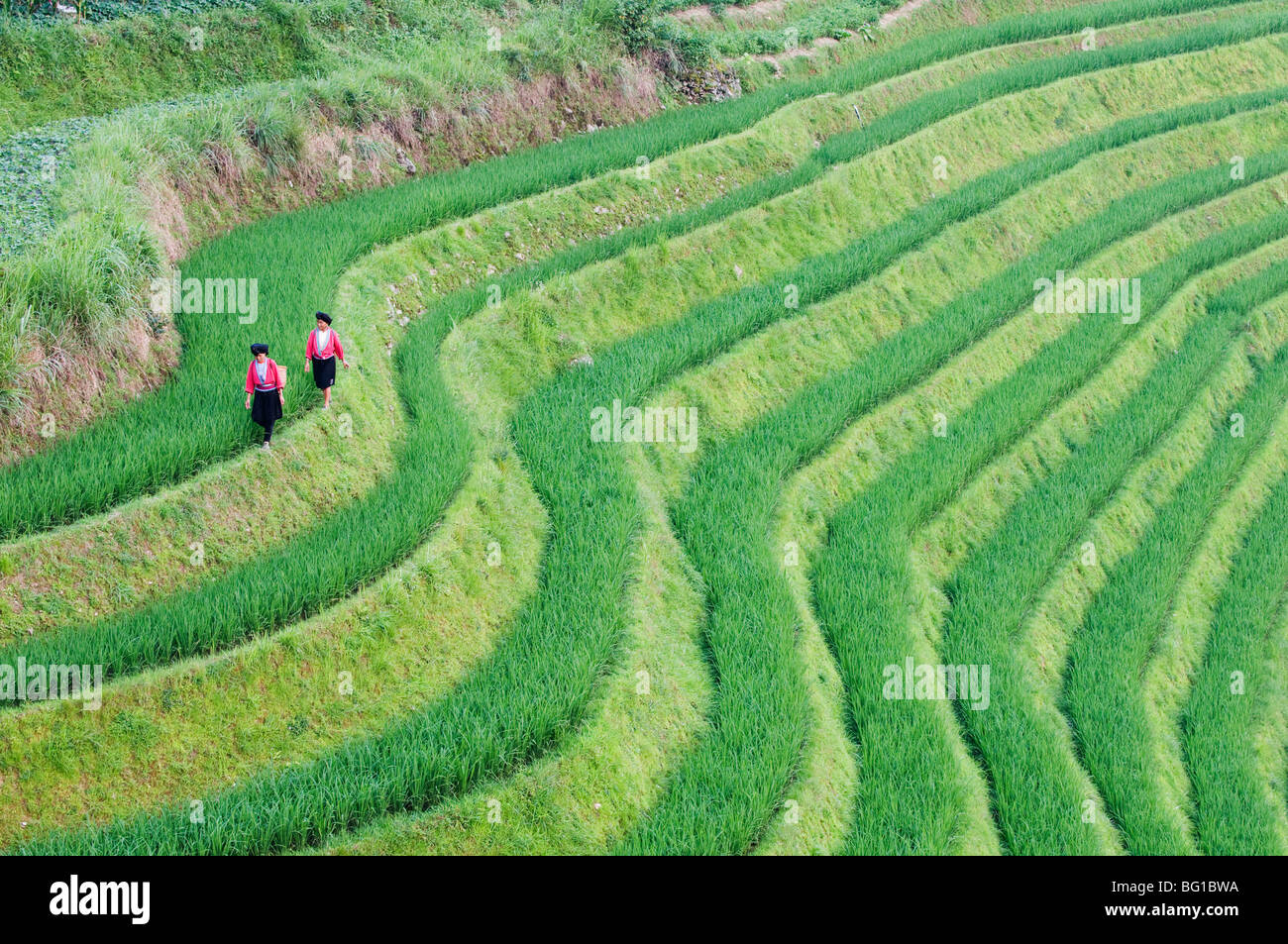 Les femmes Yao à l'épine dorsale des Dragons des terrasses de riz, Longsheng, Guangxi Province, China, Asia Banque D'Images