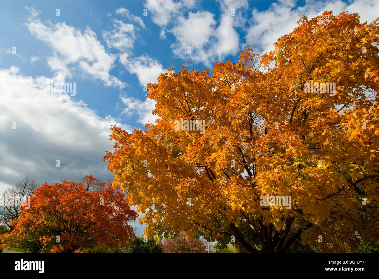 Les feuilles d'automne coloré automne Washington DC Alexandria va tomber de couleur flamme urbain scène graphique zone métropolitaine Banque D'Images