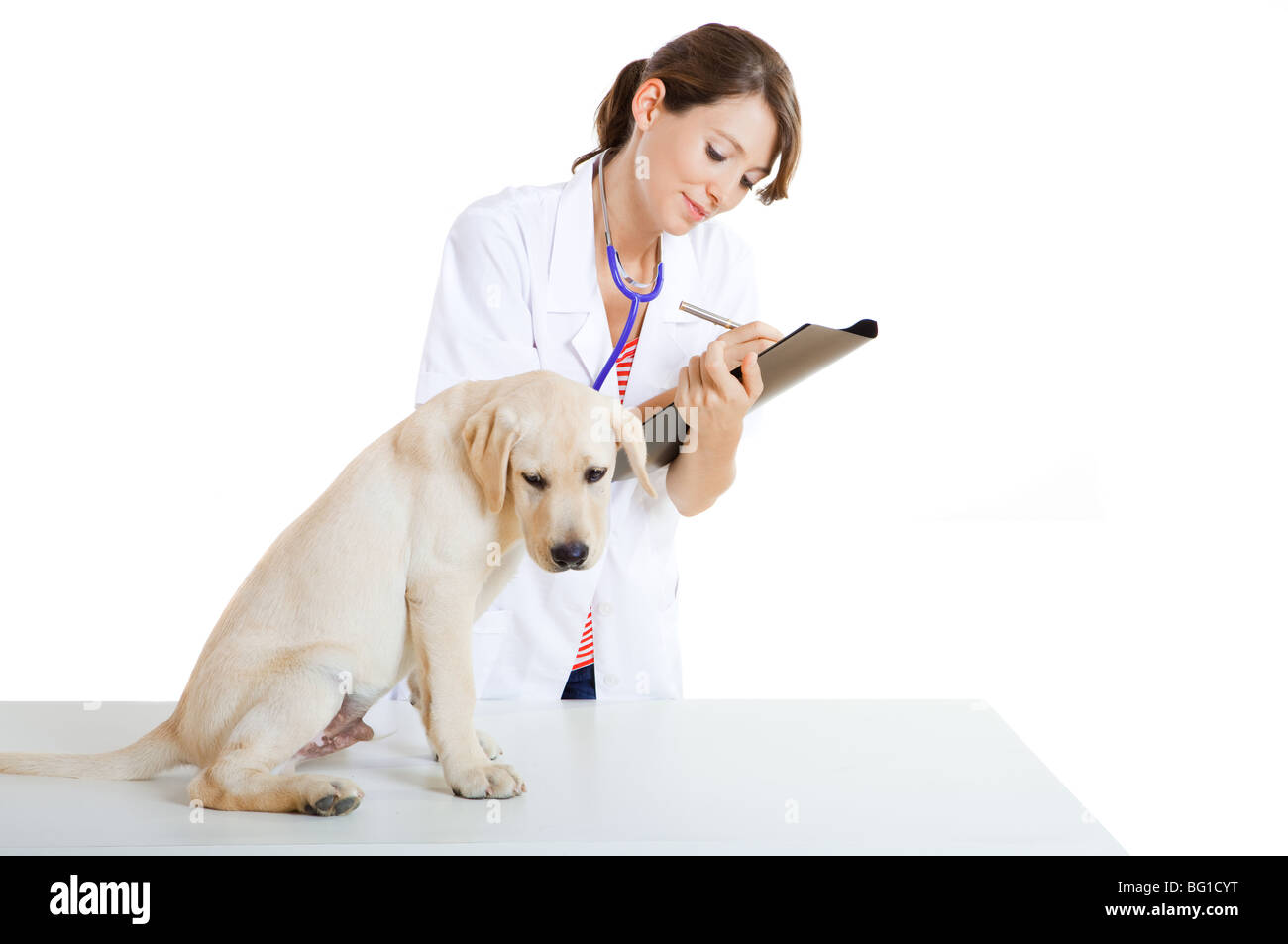 Les jeunes femmes prendre soin vétérinaire d'un beau Labrador chien Banque D'Images