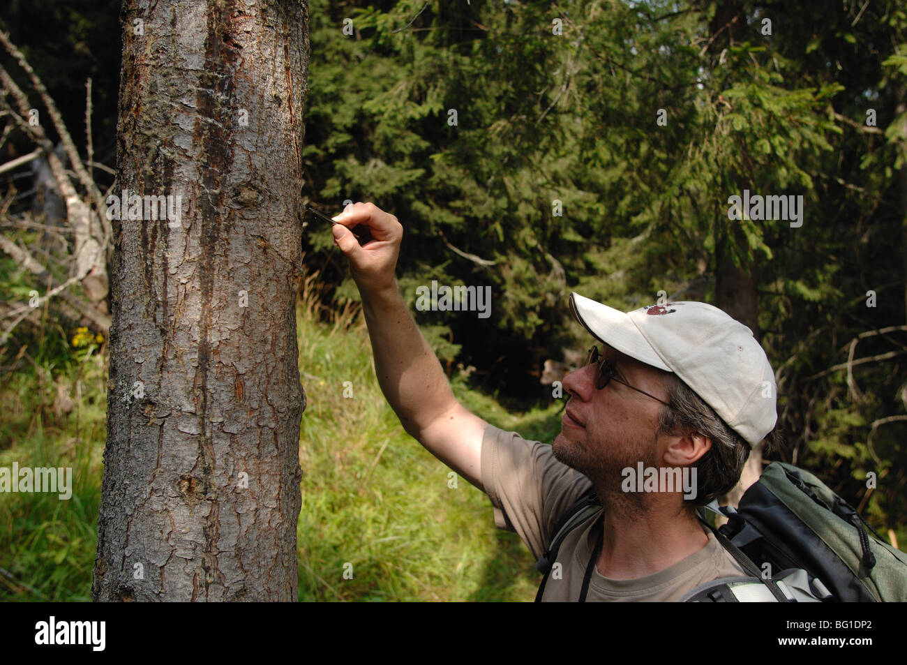 Un ours brun (ursus arctos) rayer ou rub tree dans les Bas Tatras en Slovaquie. En tenant pour l'essai d'ADN de l'échantillon de cheveux Banque D'Images