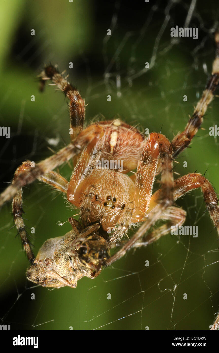 Jardin araignée araneus diadematus (alimentation) sur une petite beetle Banque D'Images